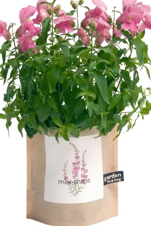 Garden-in-a-bag Snapdragon