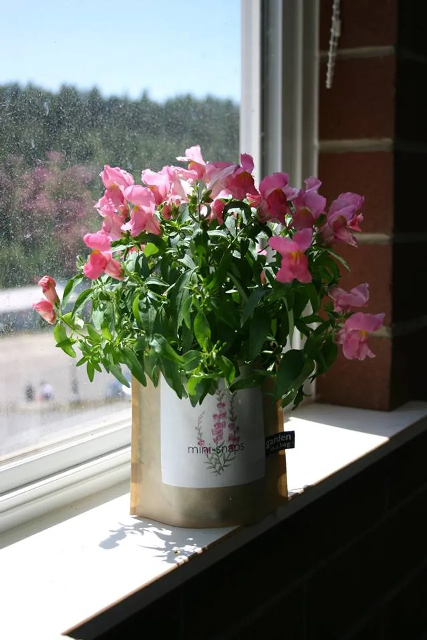 Garden-in-a-bag Snapdragon